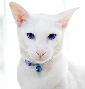 Pet Portrait Photography