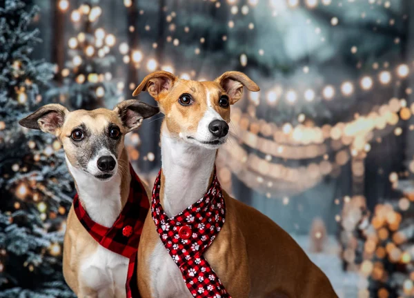 Pet Portrait Photography